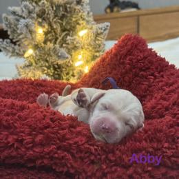 Abby - Yellow female Labrador Retriever puppy in Tigard, Oregon from Morrison Labrador Retreivers