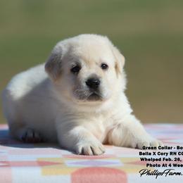Bella Boy 3 - Yellow male Labrador Retriever puppy in Point, Texas from Lakylu Kennels