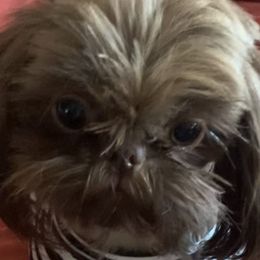 Shakira - Shih Tzu