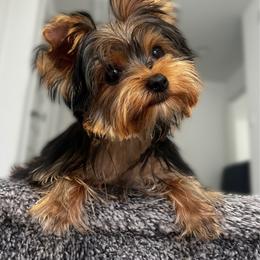 Choco - Black and tan male Yorkshire Terrier puppy in Surprise, Arizona from Enchanted Yorkies