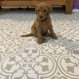 Goldendoodle Puppies from River Bend Goldendoodles
