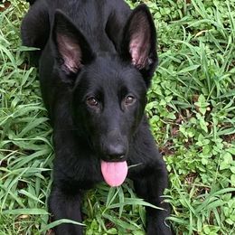 German Shepherd Puppies from Eisenkraft K9’s