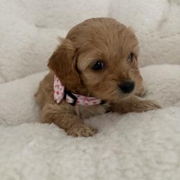 Cavapoo Puppies from Christina Kolovos