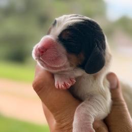 Rosie - Black white and brown female Basset Hound puppy in Conway, Missouri from Ozark Mountain Kennel