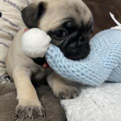 Pug Puppies from PugsncuddlesTN