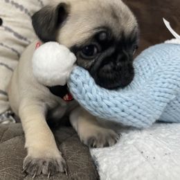 Pug Puppies from PugsncuddlesTN