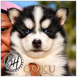 Boy 1( SON-GOKU aka Goku) - Black and white male Pomsky puppy in Norfolk, Virginia from 'Brick'House Couture Pomskies