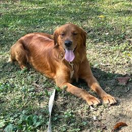 Weston - Dark golden male Golden Retriever puppy in Lucasville, Ohio from Trusting Hearts Kennel