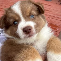 Marcellina - Red tri female Miniature Australian Shepherd puppy in Taylor, Arizona from Holy Ghost Ranch, Inc