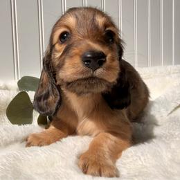 Shaded Red - Red female Dachshund puppy in Nampa, Idaho from Long_and_Low_Dachshunds