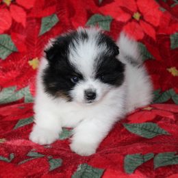 Jingle AKC - Tri-colored male Pomeranian puppy in San Marcos, Texas from Hill Country Poms