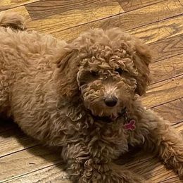 Goldendoodles from Saleena's Goldendoodles