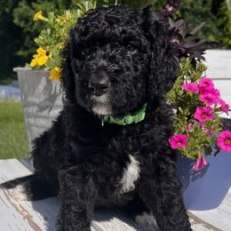 Mr. Green - Black and white male Aussiedoodle puppy in Taylor, Missouri from Pawsitively Doodles