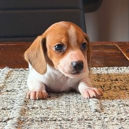 Tink - Brindle female Dachshund puppy in Hudson, Michigan from Mittentail Kennel Miniature Dachshunds & Australian Shepherds