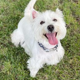 Pyper - West Highland White Terrier