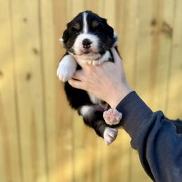 Amethyst - Black tri-color female Australian Shepherd puppy in Augusta, Georgia from Incendia Aussies & Dobies