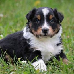 Australian Shepherds and Giant Schnauzers from Northern Lights Working Dogs