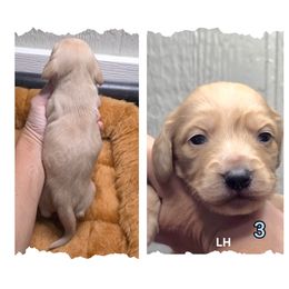 G3 - Cream male Dachshund puppy in Jacksonville, Texas from ArmnalegRanch
