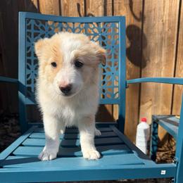 Nova - White and gold female Border Collie puppy in Mckinney, Texas from Border Collies of Ruidoso