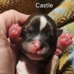 Castle - Red male Lhasa Apso puppy in Jefferson, New York from Absolute Lhasa Love