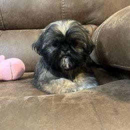 AKC zena - Red female Shih Tzu puppy in Greenville, South Carolina from Babyface Shih Tzu