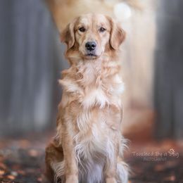 Golden Retrievers from SwanSun Golden Retrievers