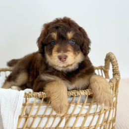 Bella - Red phantom female Aussiedoodle puppy in Manteca, California from Silva Ranch Doodles