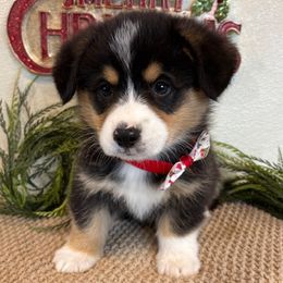 MATT AKC - Black and tan male Pembroke Welsh Corgi puppy in Hinton, Oklahoma from Green Cloud Ranch