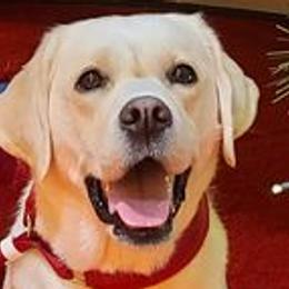 Labrador Retrievers from Meridian Labradors