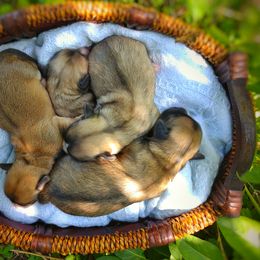 Companion Cross, Havanese, Mal-Shi, Maltese, Maltipoo, Morkie, and Shih Tzu Puppies from Seeking Shalom Acres Maltese, Maltipoos & Havamalts