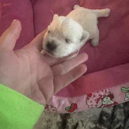 Pink - White female West Highland White Terrier puppy in Bessemer City, North Carolina from JJs Puppies of the Carolinas