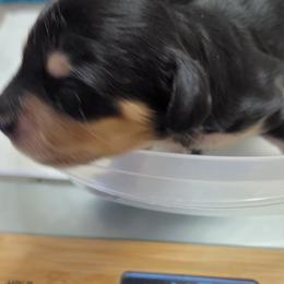 Dachshund Puppies from CLARK'S BREEDING PROGRAM