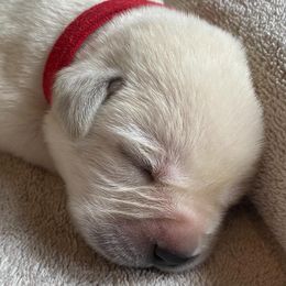 Red - Yellow male Labrador Retriever puppy in Houston, Texas from Alpha English Labs