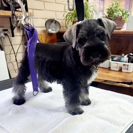 Miniature Schnauzer Puppies from NM Schnauzer Minis