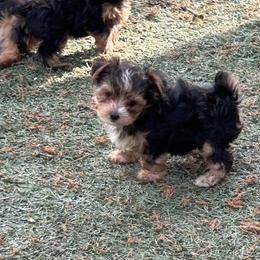 Jesse-click on picture - Chocolate and tan male Yorkshire Terrier puppy in Kingston, Oklahoma from Lake Life