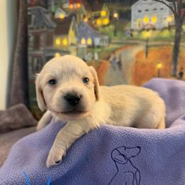 Honor - Cream male Dachshund puppy in Hensley, Arkansas from The Dachshund Barn