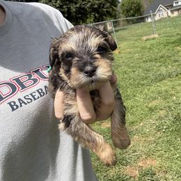 Green Collar - Merle male Schnoodle puppy in Winchester, Tennessee from Mahaffey’s Doodles
