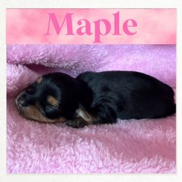 Yorkshire Terrier Puppies from Vanessa Alvarez