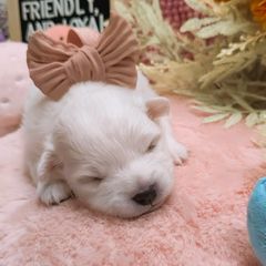 Girl 2 (Largest) - White female Japanese Spitz puppy in Littleton, Colorado from Japanese Spitz