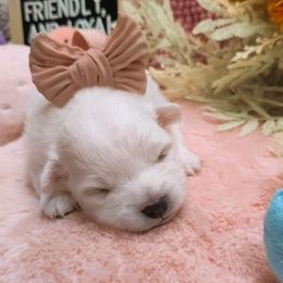 Girl 2 (Largest) - White female Japanese Spitz puppy in Littleton, Colorado from Japanese Spitz
