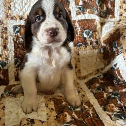 Boy 4 - Liver white and tan male English Springer Spaniel puppy in Tabor City, North Carolina from Big Bay Kennels LLC