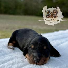ACE AKC CREAM CARRIER IMPORT LINES - Black and tan male Dachshund puppy in Alto, Texas from Double W Doxies