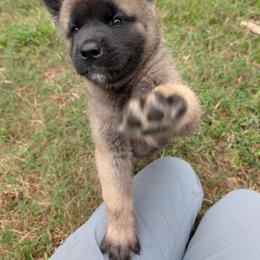 Saki's Boy 3 - Black, fawn undercoat male Akita puppy in South Carolina from Sierra Mountain Akitas