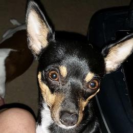 Bella - Toy Fox Terrier