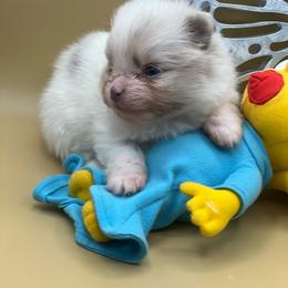 Girl 1 - Cream parti female Pomeranian puppy in Brentwood, California from Royalpawpoms
