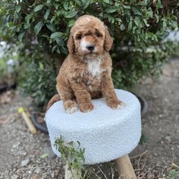 White collar - Red  female Goldendoodle puppy in Rialto, California from Bridge City Doodles