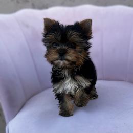 Ditto - Black and tan female Yorkshire Terrier puppy in Surprise, Arizona from Enchanted Yorkies