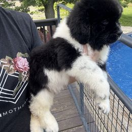 Clementine - White and black female Newfoundland puppy in Brandenburg, Kentucky from Bluegrass River Newfoundlands