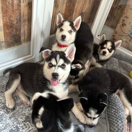 Reggie- Green Collar - Black and white male Pomsky puppy in Mannington Township, New Jersey from Little Husky Hutt