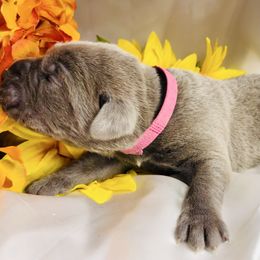 Fuchsia aka Sadie - Gray female Cane Corso puppy in Hillsborough, New Jersey from Central Jersey K9